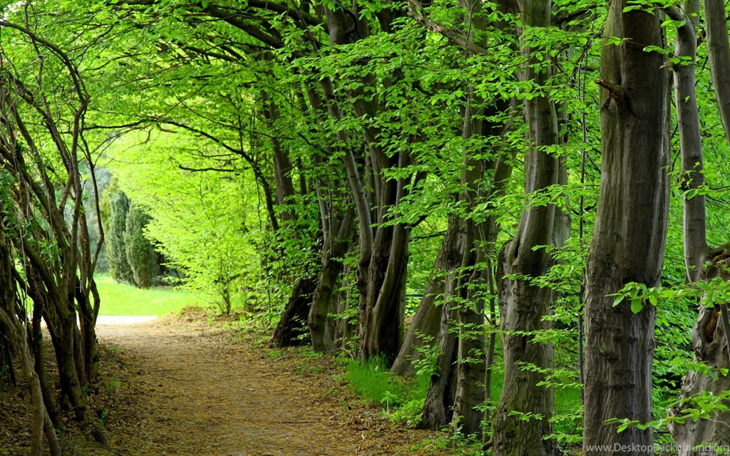 Forest Wallpapers Cool Backgrounds