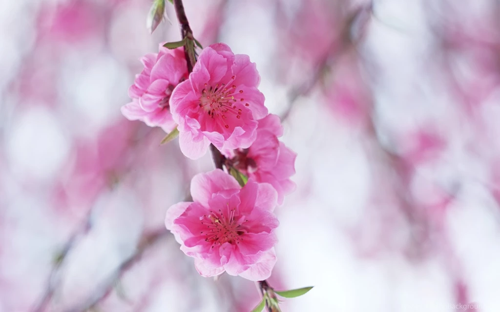 High Quality Free Images Backgrounds 1 HD Wallpapers ...