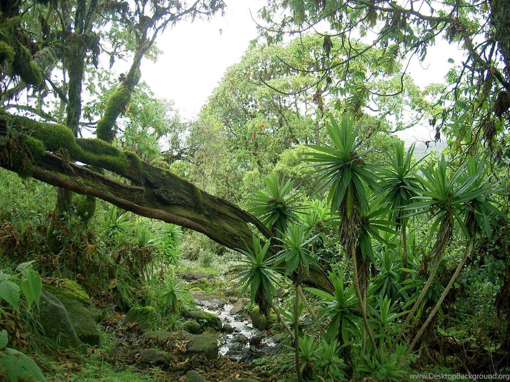 Nature2.jpg