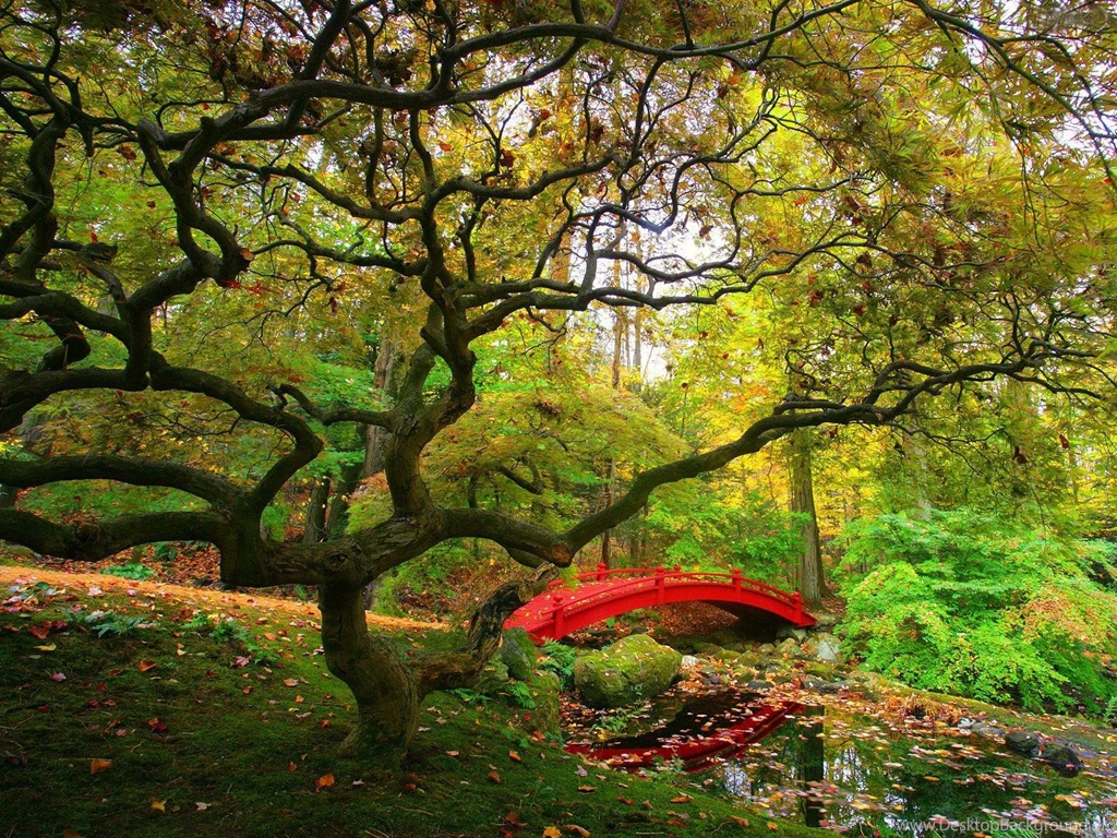 Wallpapers Fair: Free Download Autumn Forest Desktop Backgrounds ...