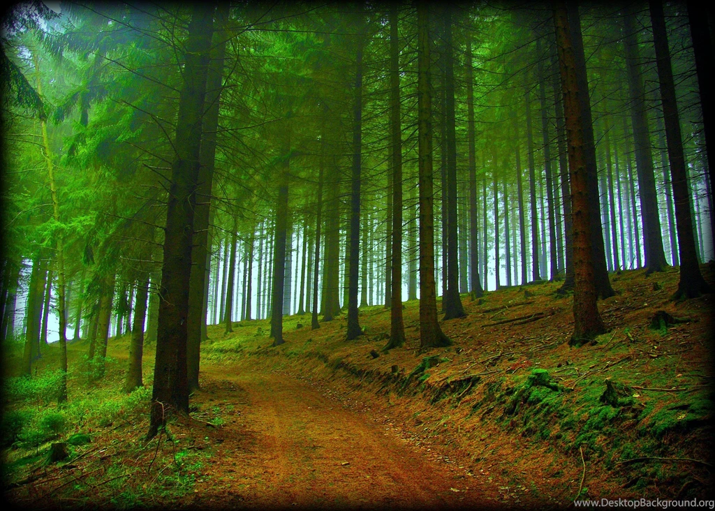 Forest Trees Road Nature Fog Free Desktop Backgrounds >> HD ...