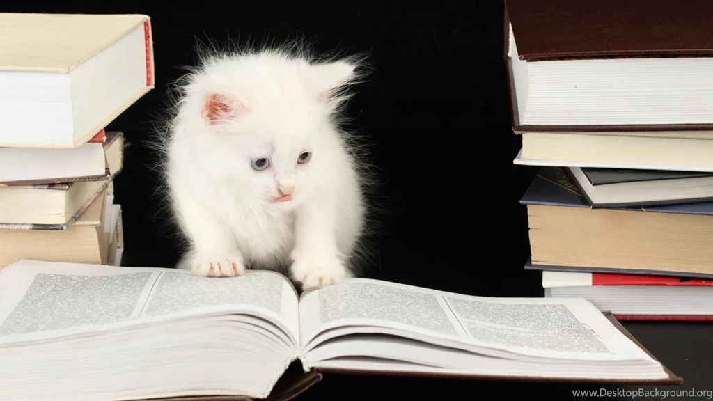 Cute White Kittens, Funny, Books, Humor, Eyes, 1920x1080 HD ...