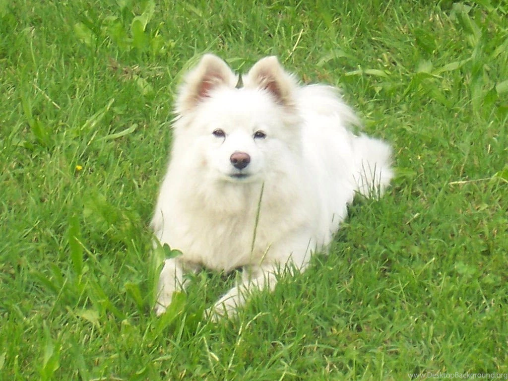 Volpino   All Small Dogs Wallpapers (15280359)   Fanpop