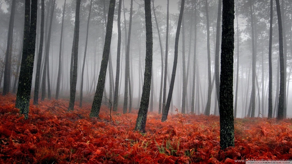 Bloody Forest HD Desktop Wallpapers : Widescreen : High Definition ...