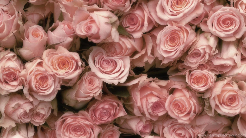 Pink Roses Desktop
