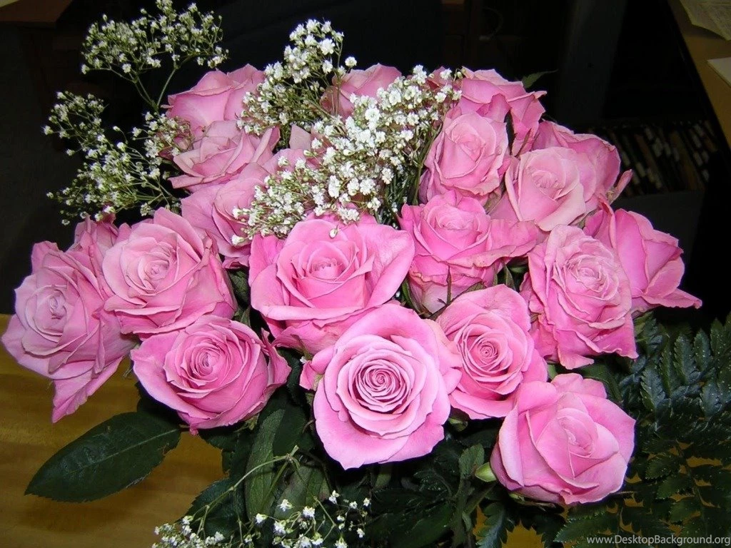 Pink Rose Wallpapers HD Pictures