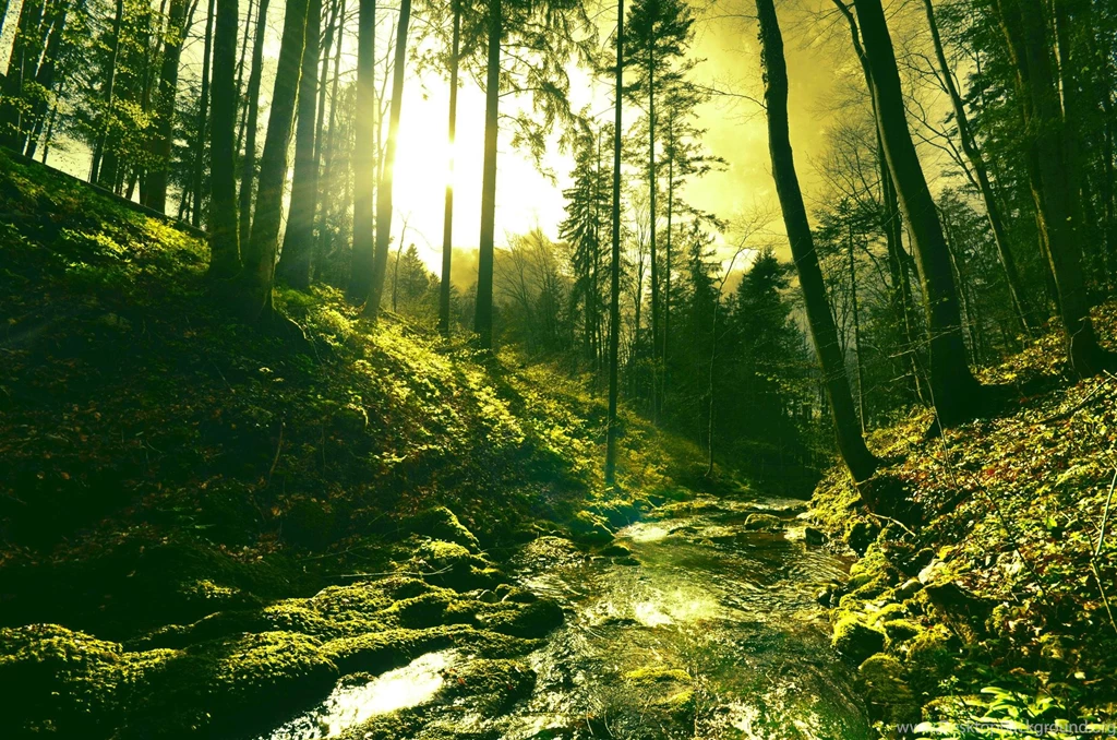 Beautiful Forest   (