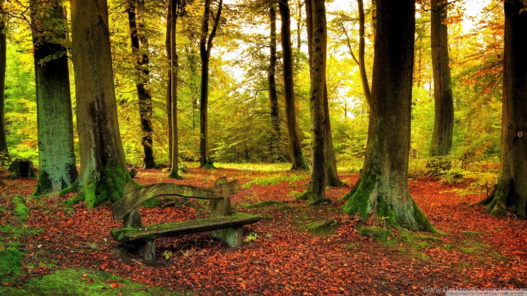 Beautiful Forest HD Picture Wallpapers 4980   HD Wallpapers Site