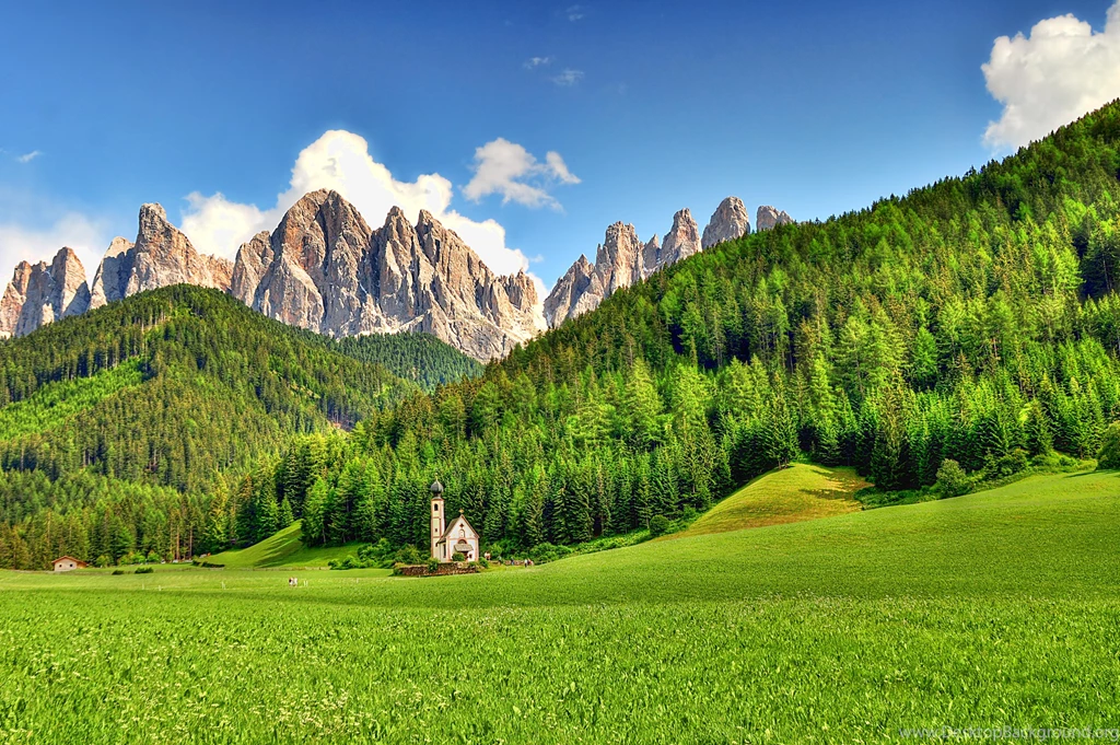 Incredible Beautiful Forest   (