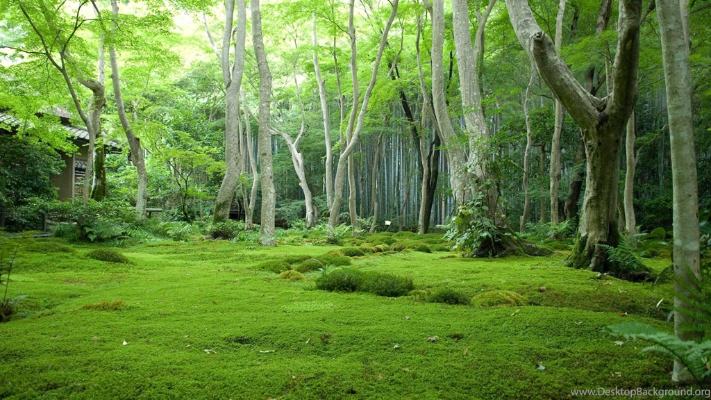 Beautiful Green Forest   (