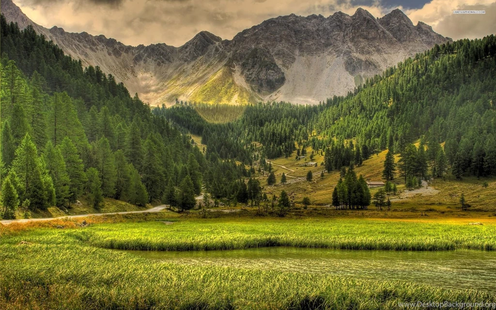 Beautiful Green Forest In The Summer Wallpapers