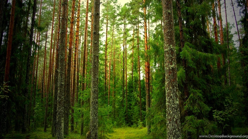 Pine Tree Wallpapers