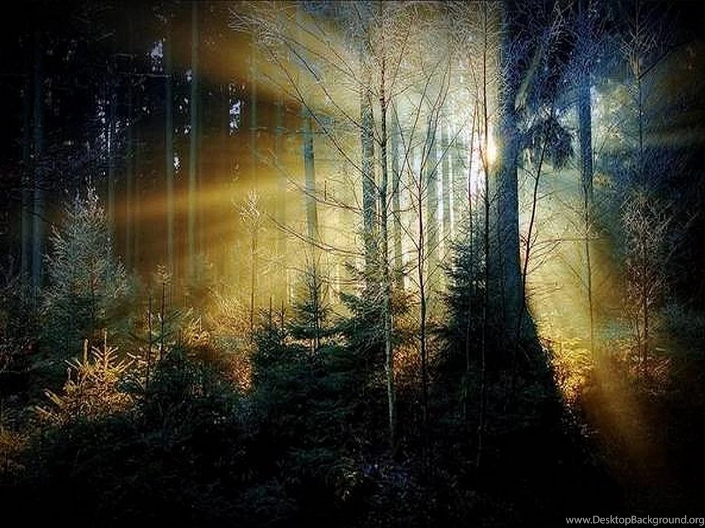 Beautiful Forest Wallpapers Wallpapers Hd Fine Desktop Background Beautiful Forest Wallpapers Wallpapers Hd Fine Desktop Background