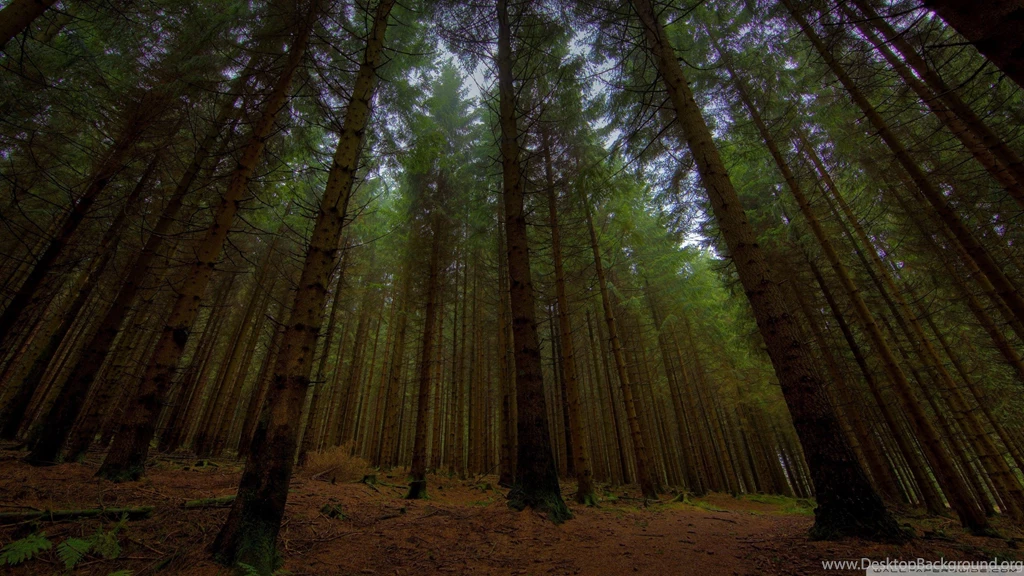 Twilight Forest, Beautiful, 2560x1440 HD Wallpapers And FREE Stock ...