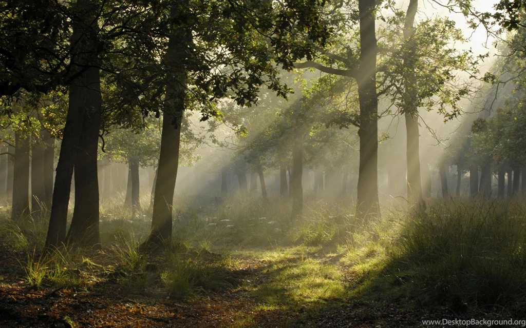 Beautiful Forest Wallpapers