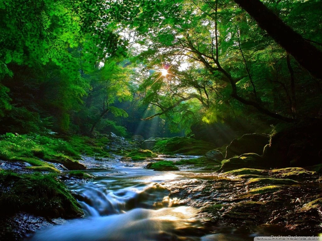 Beautiful Sunlight At Forest HD Desktop Wallpapers : High ...