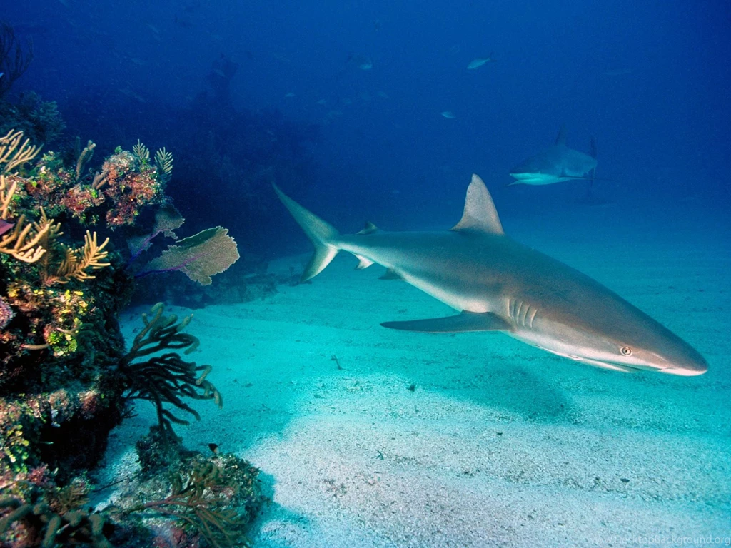 Grey Reef Sharks Wallpapers And Images Wallpapers, Pictures, Photos