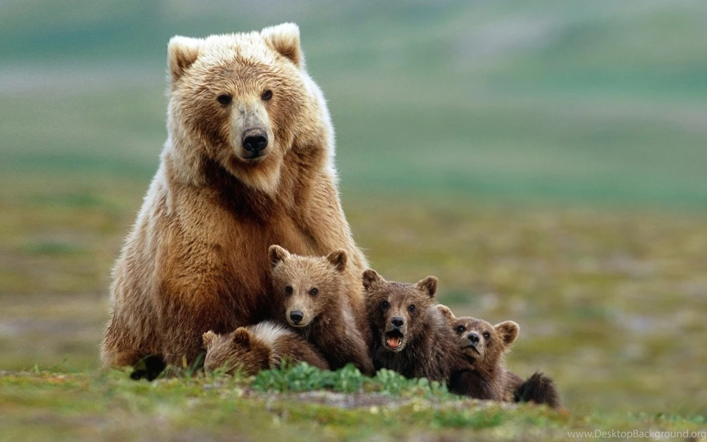 Nature, Animals, Grizzly Bears, Bears, Baby Animals, Field, Grass ...