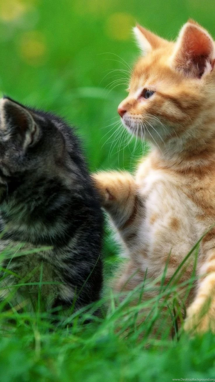 Baby Cats iPhone 6 Plus Wallpapers 30572 Animals iPhone 6 Plus ...