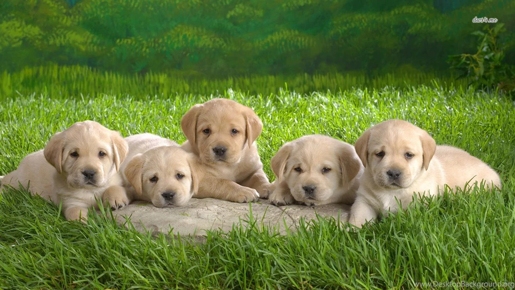 Jestingstock.com Yellow Lab Puppy Wallpapers