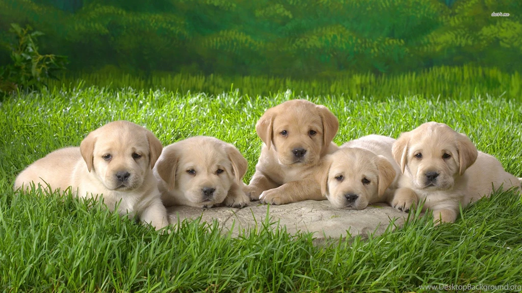 Jestingstock.com Yellow Lab Puppy Wallpapers