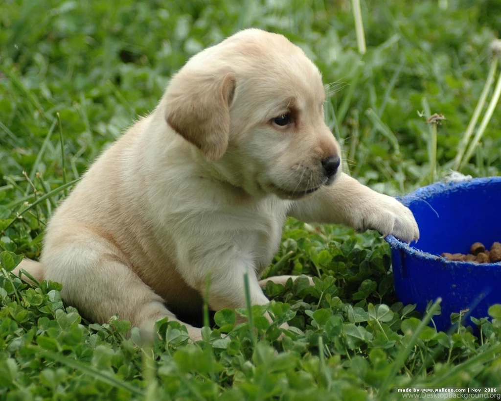Yellow Labrador Puppy 1024x768px