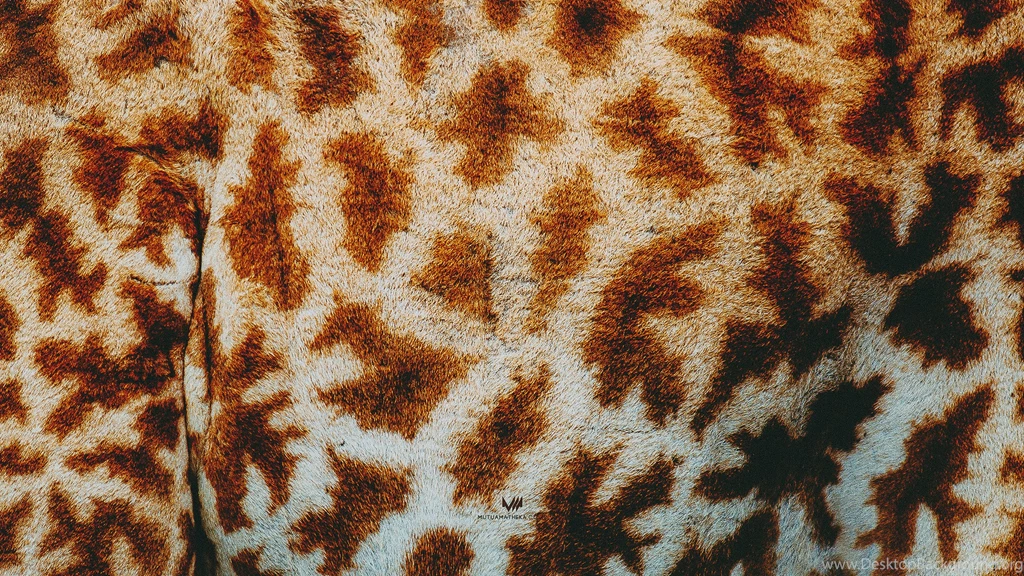 Wallpapers Monday [202] – Animal Print