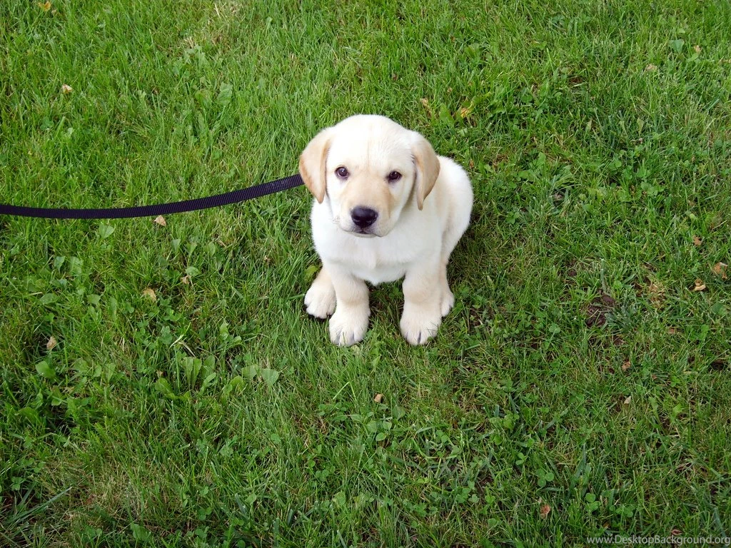 Cat Bag Flag United Kingdom Wallpapers