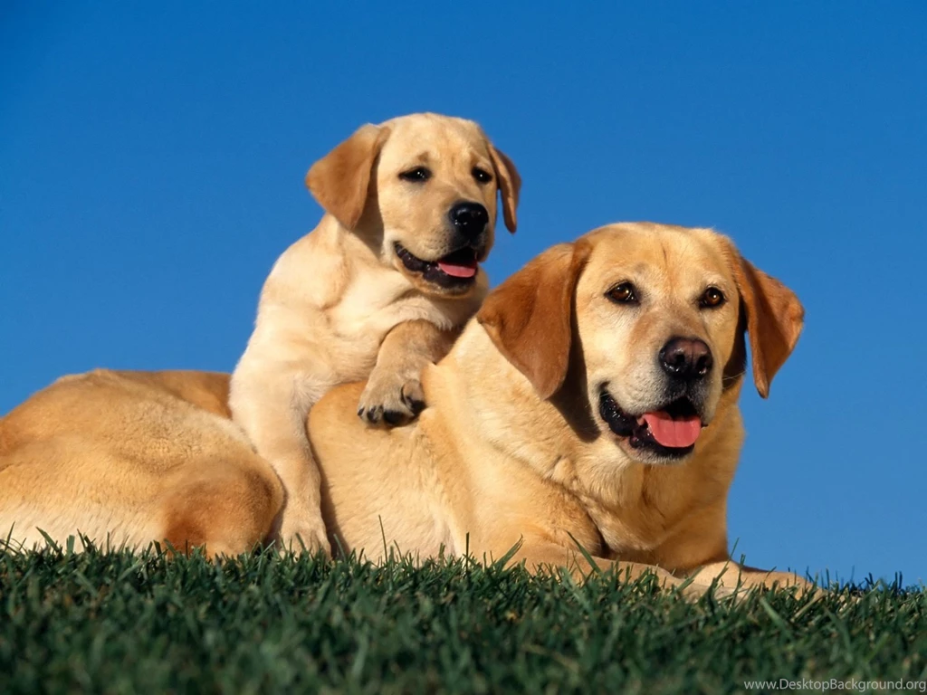 Yellow Labrador And Puppy On Grass Desktop Wallpapers