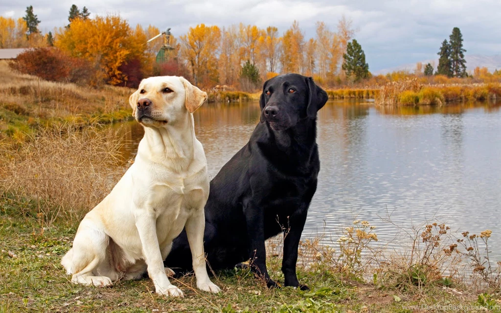 Yellow Labrador Hunting   Wallpaper.