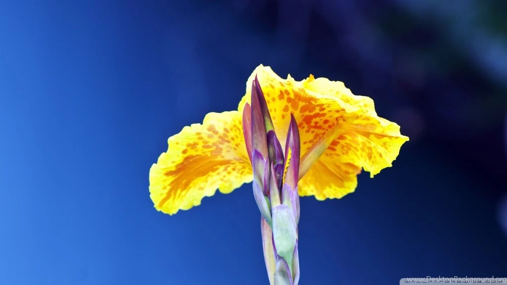 Natural Beauty HD Desktop Wallpapers : Widescreen : High Definition ...