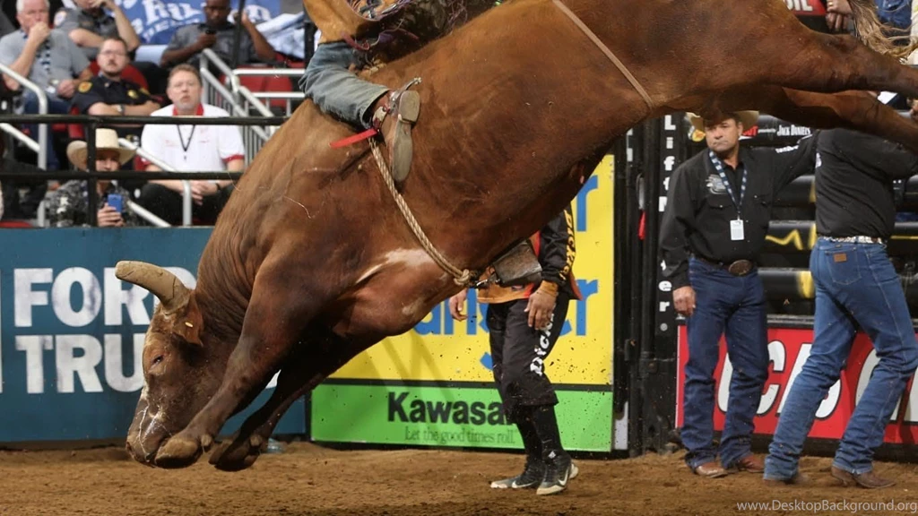 TOP BULL SCORE: Bushwacker 48.25 Points (PBR) YouTube