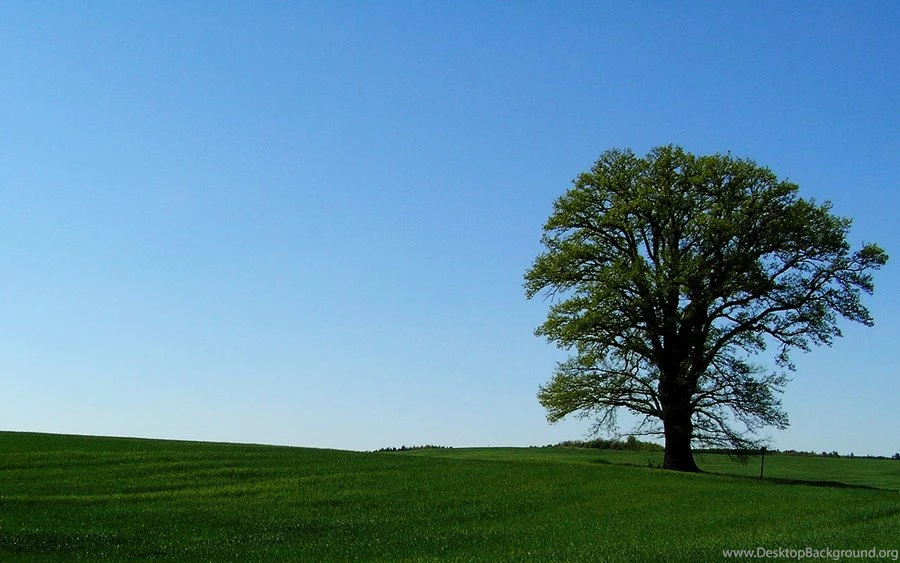 XP With Tree Wallpapers By Dynkavit On DeviantArt