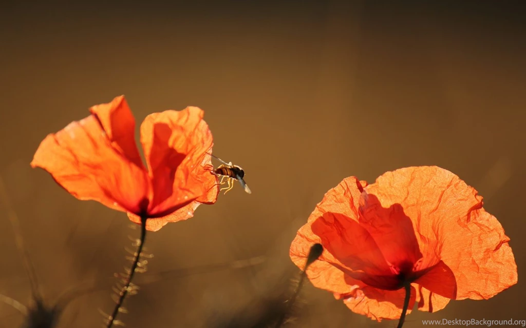 1280x800 Red Poppy & Summer Sunshine Desktop PC And Mac Wallpapers