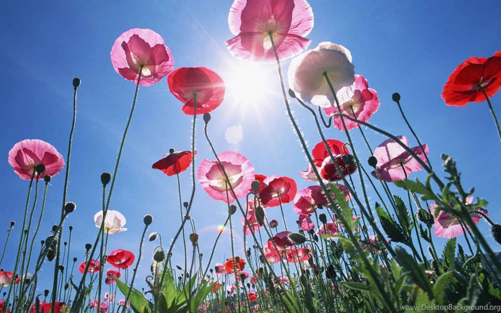 Blooming Flowers Under Sunshine (Vol.1) 1440x900 NO.4 Desktop ...
