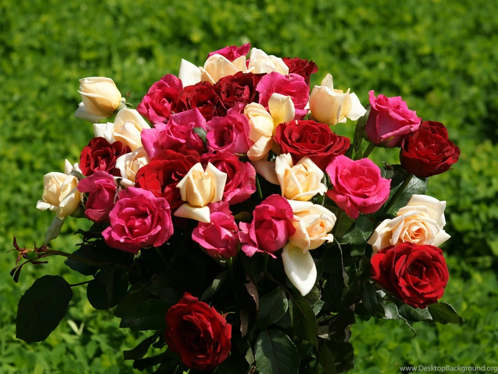 Beautiful Wallpapers Of Roses Wallpapers High Definition