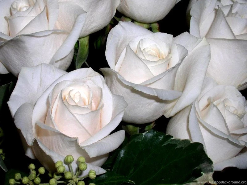 Wallpapers Of Roses Roses Wallpapers (9429403) Fanpop