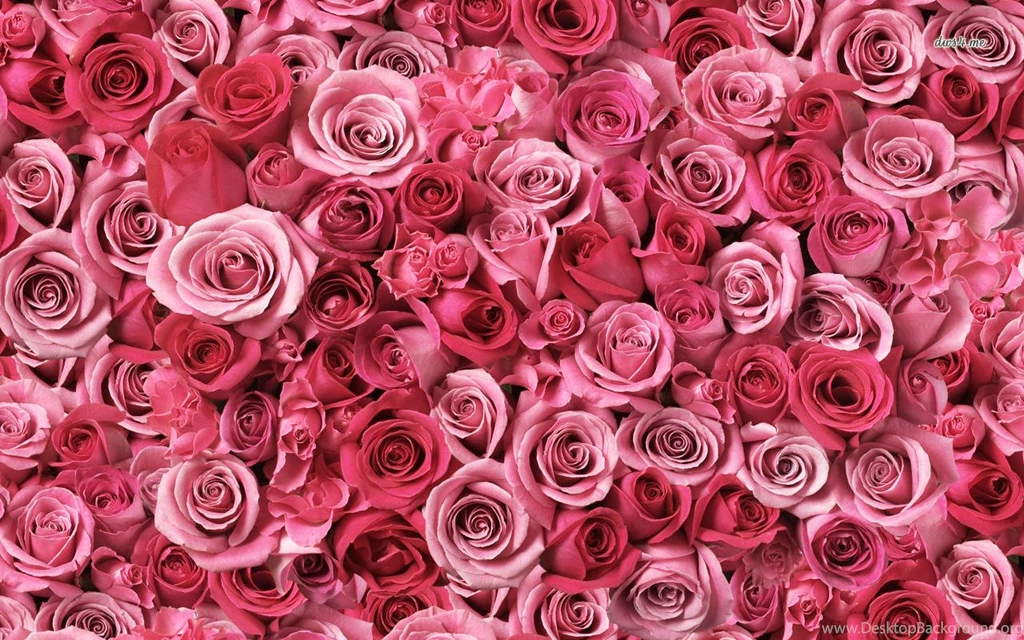 Pink Roses Wallpapers Flower Wallpapers
