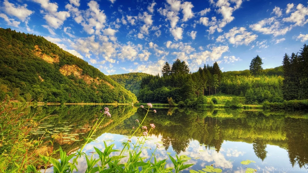 Sunshine Through The Trees Wallpapers 28483