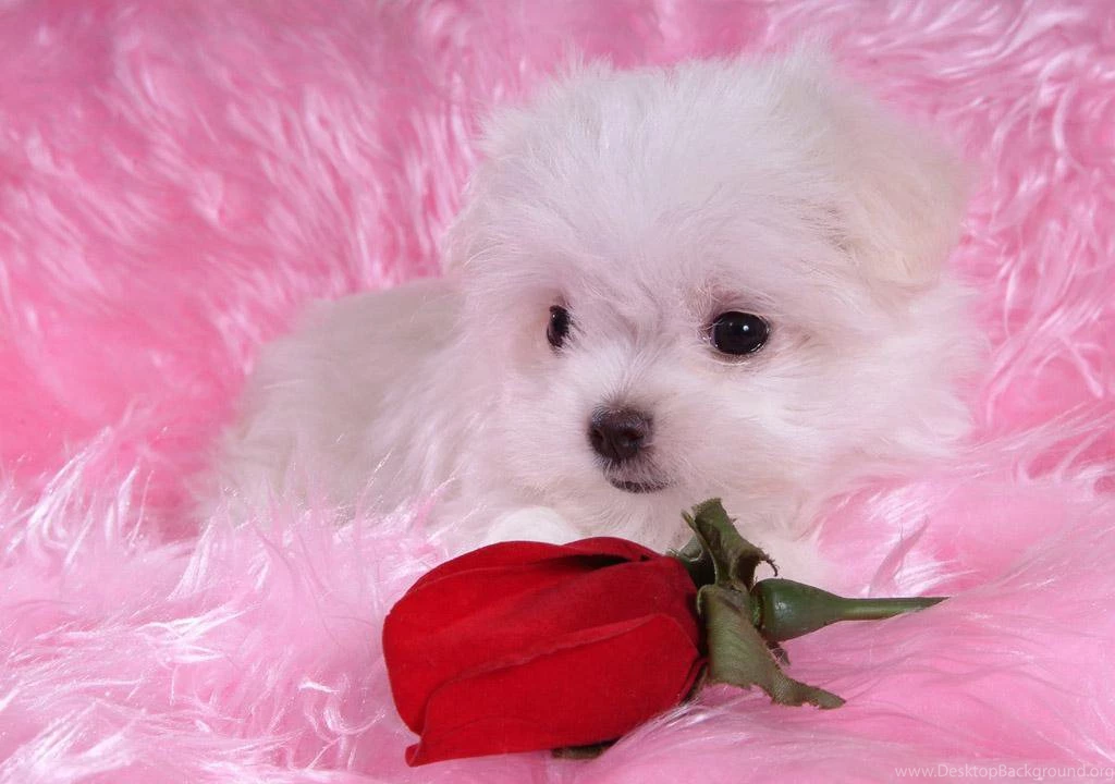 Puppy