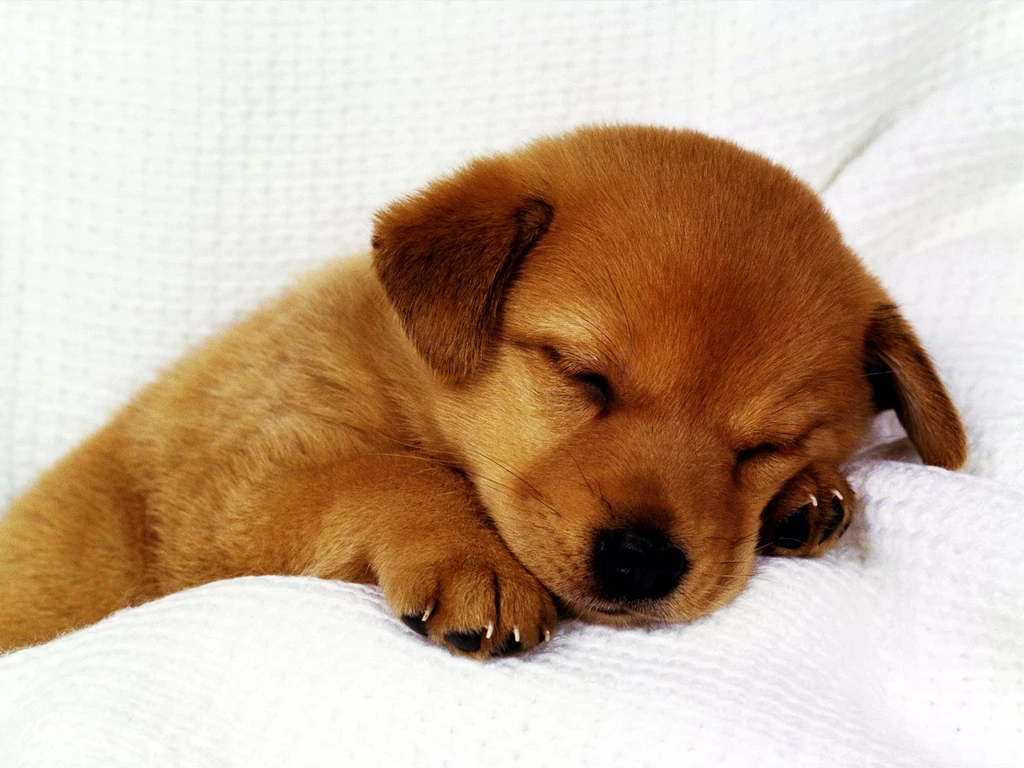 German shepherd puppy