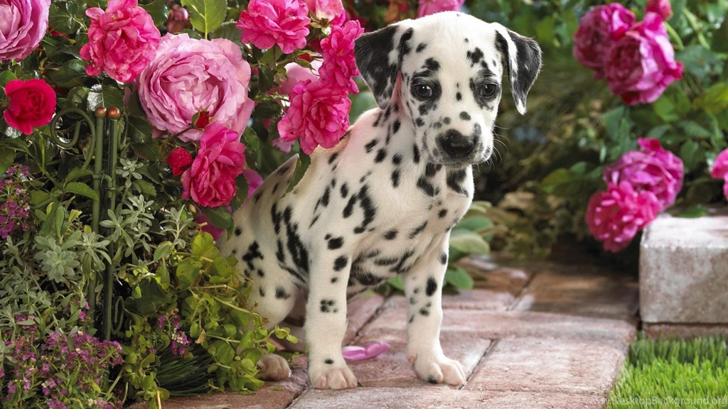 Cute Dalmatian Puppies Wallpapers Download Free In 1600x1200PX ...
