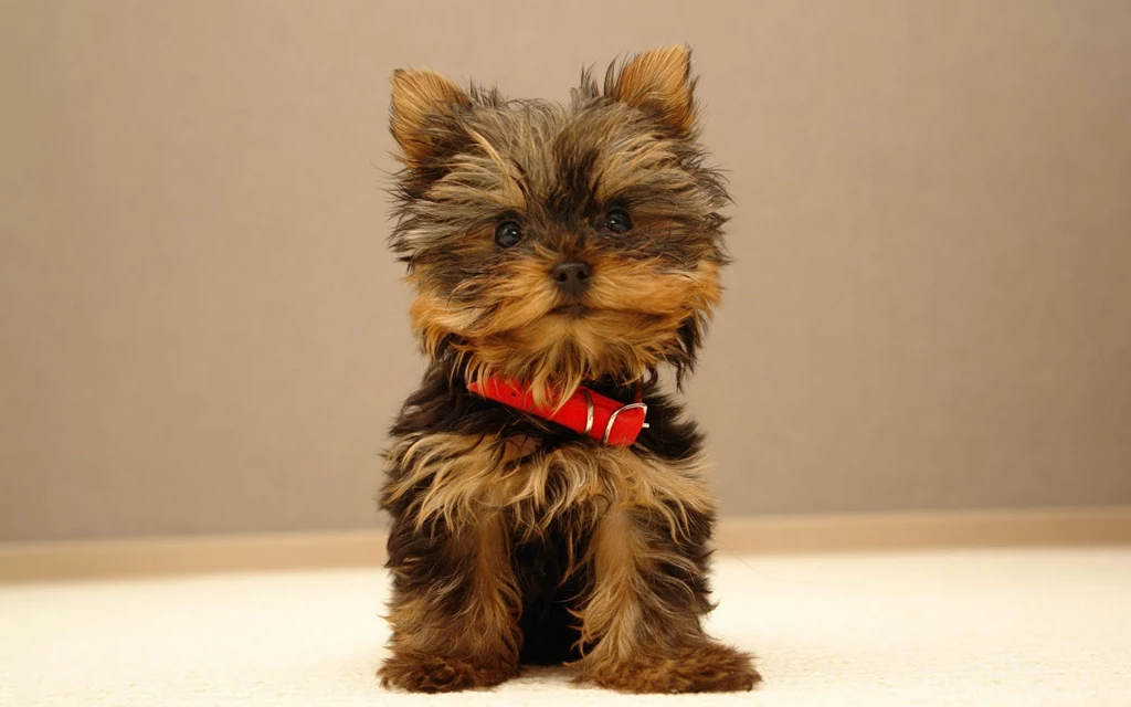Cute Puppy Names 34 High Resolution Wallpapers Hivewallpaper.com