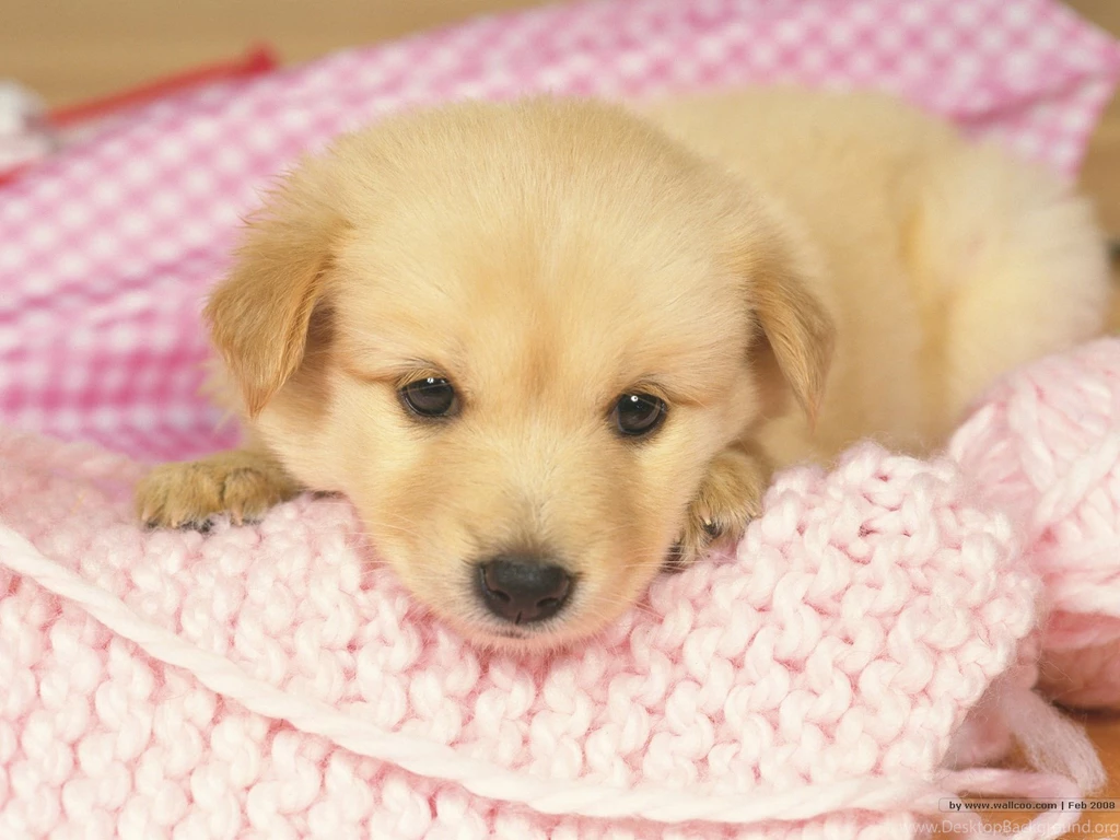 Cute Puppy HD Desktop Wallpapers H3C