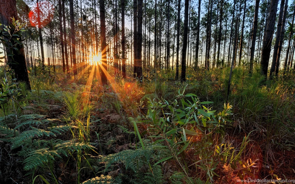 Sunshine Through The Trees Wallpapers 30258