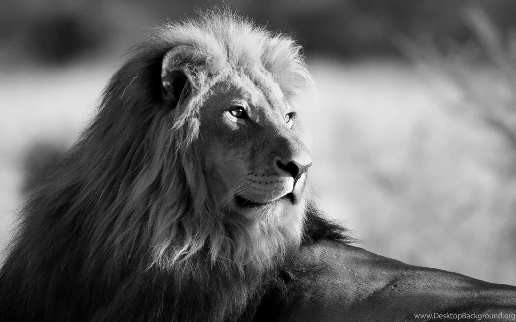 Lion Wallpapers Black And White Images