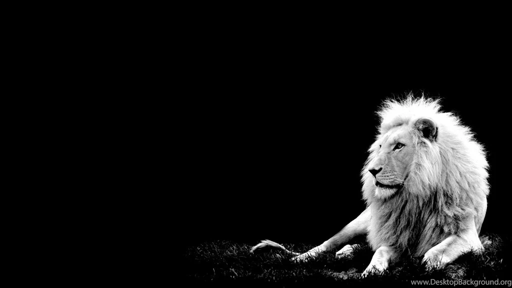 Lion Photos Black And White Images