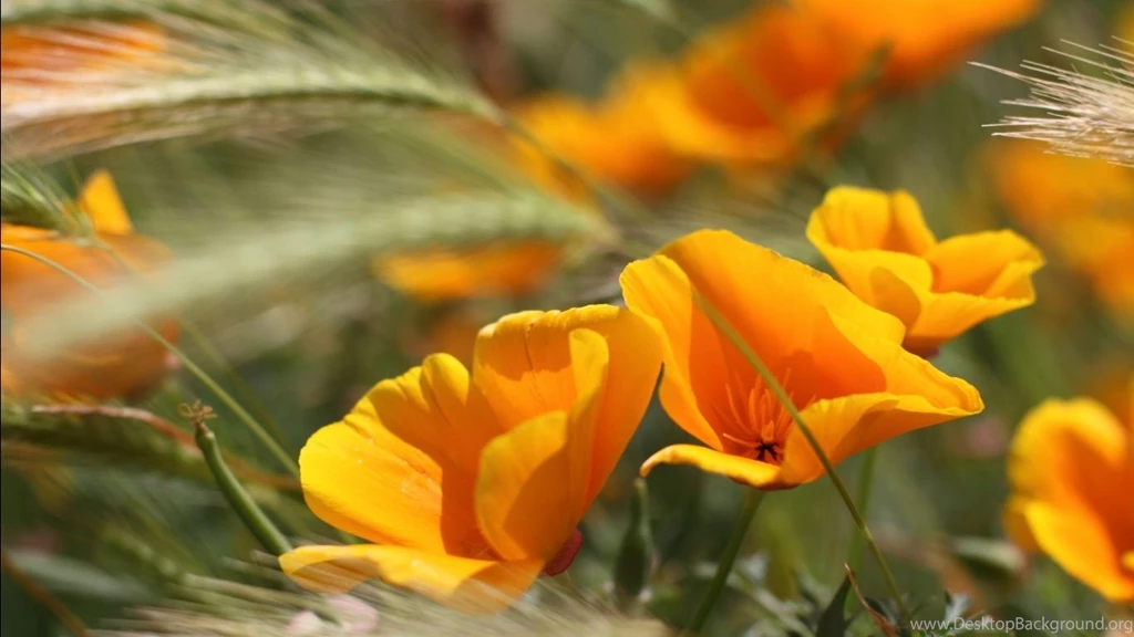 Free Summer Wallpapers For Desktop Wallpapers Cave