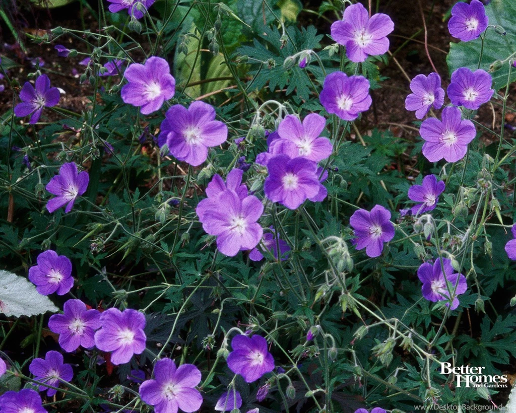 Geranium Garden Wallpapers