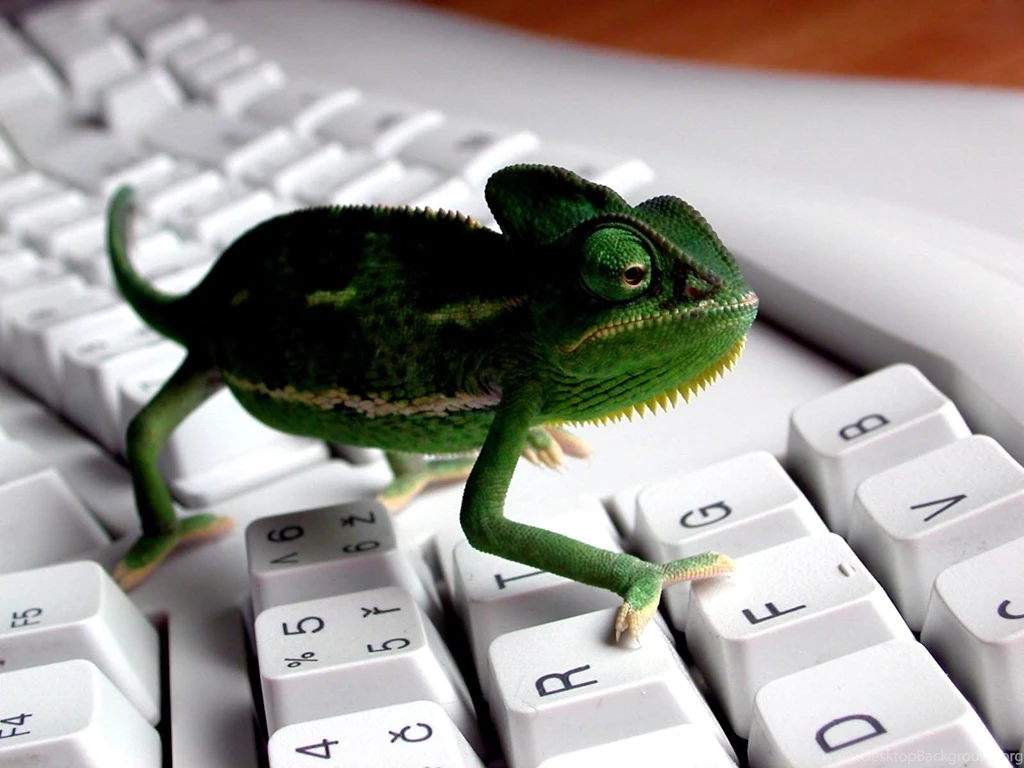 Funny Animal Wallpapers